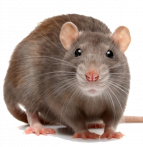 rat-gris.png